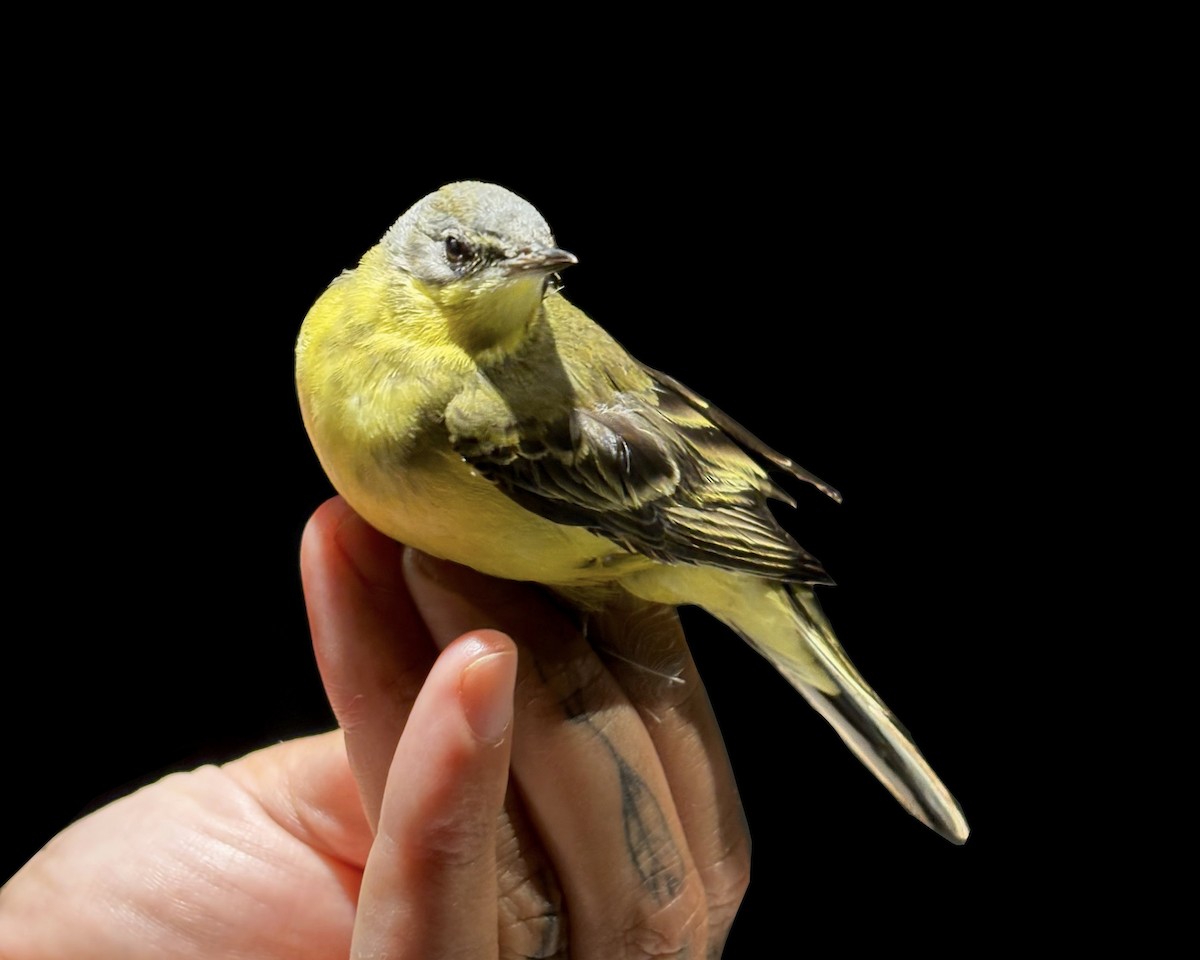Western Yellow Wagtail (thunbergi) - ML641708297