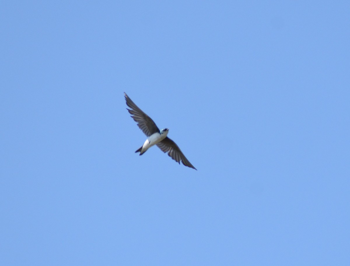 Tree Swallow - ML641708310
