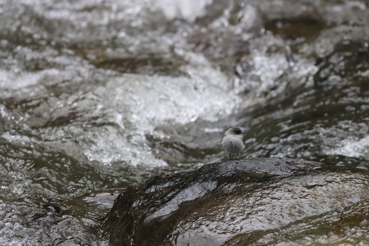 Torrent Tyrannulet - ML641708337