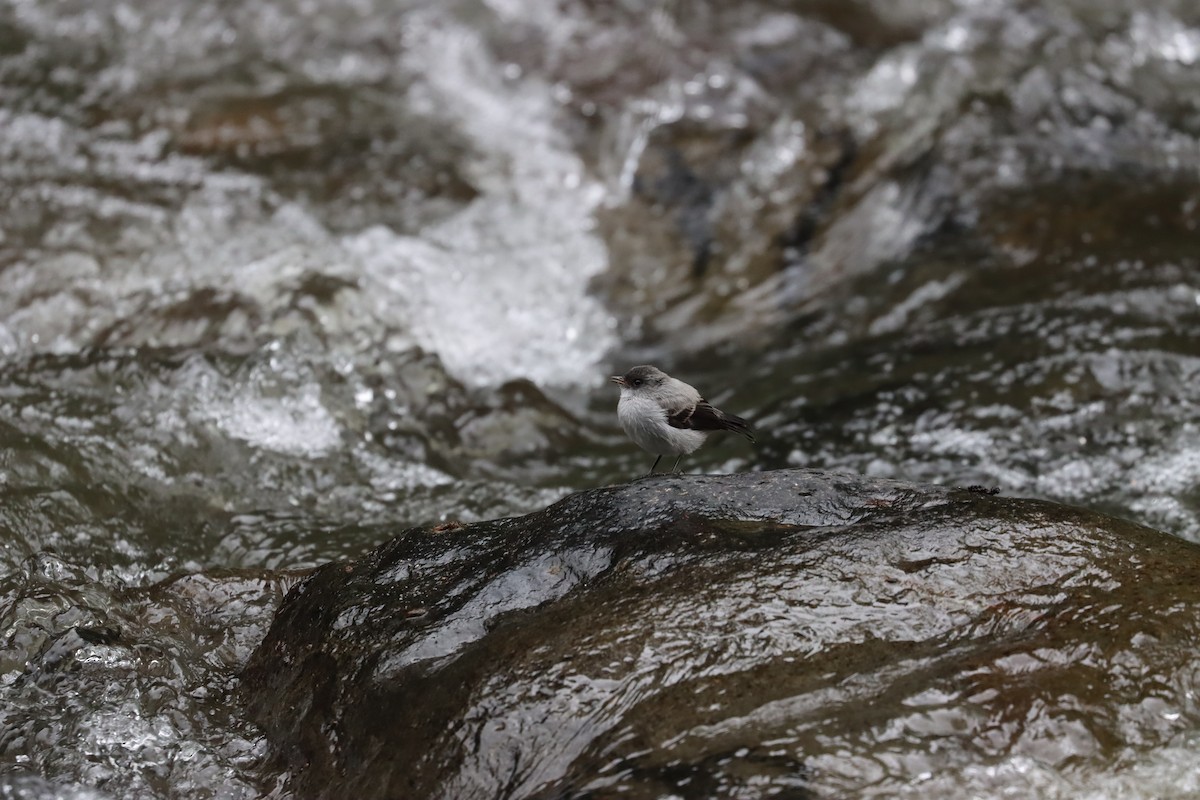 Torrent Tyrannulet - ML641708338