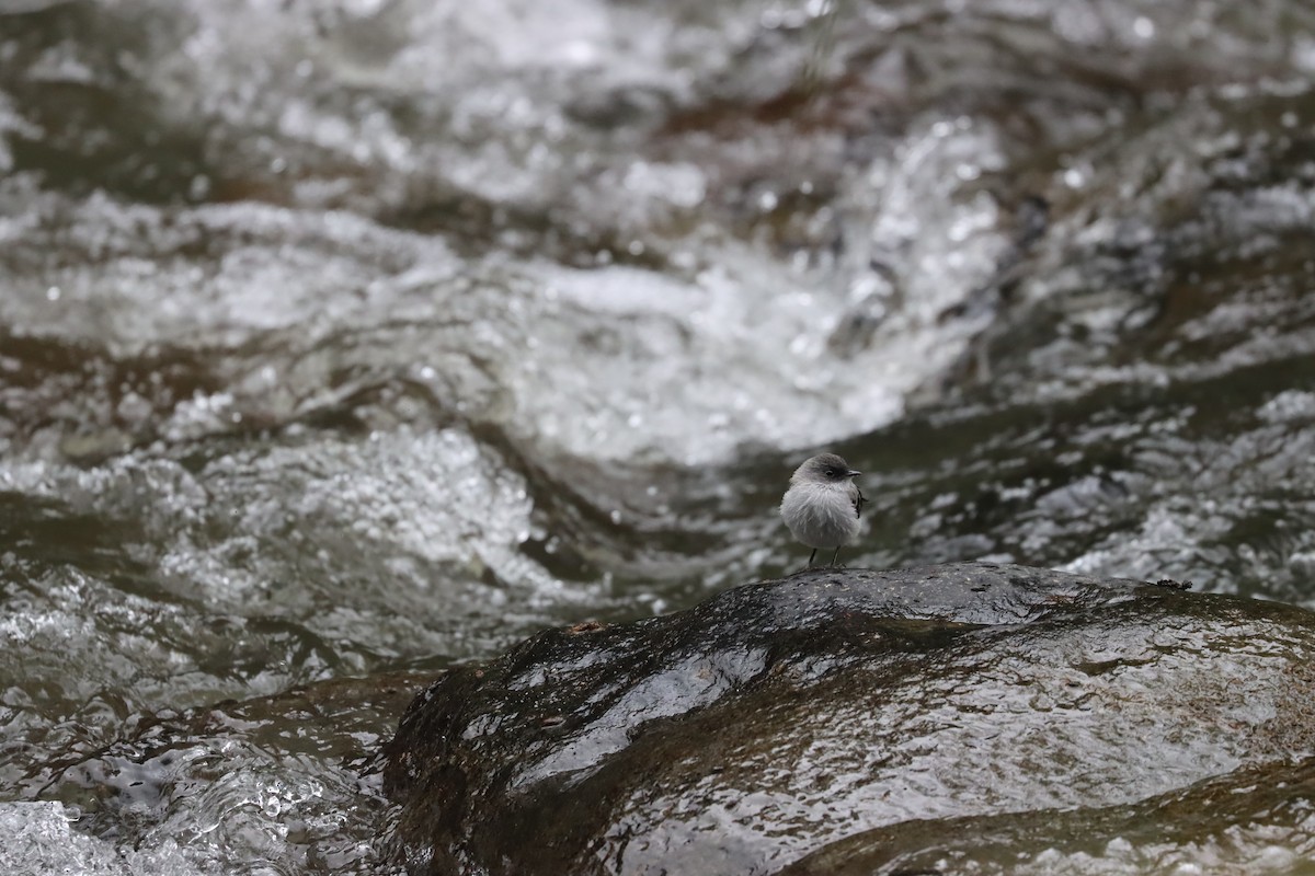 Torrent Tyrannulet - ML641708339