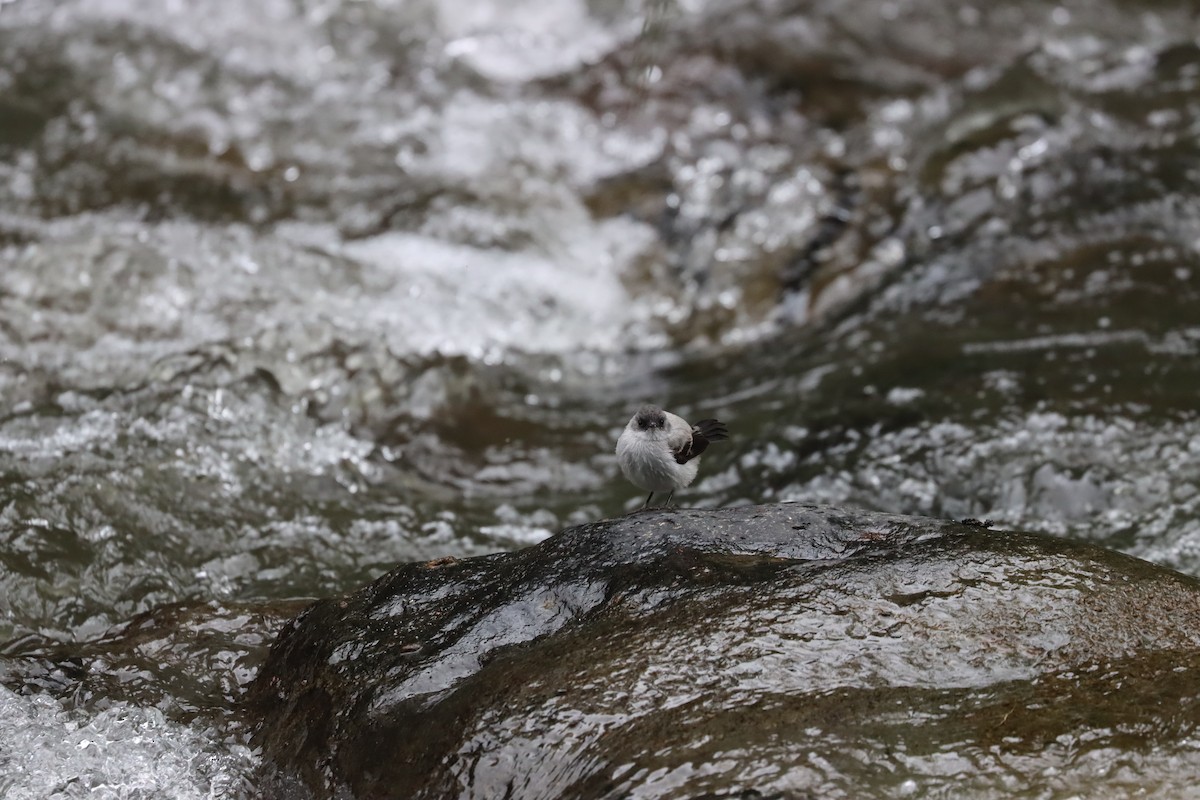 Torrent Tyrannulet - ML641708340
