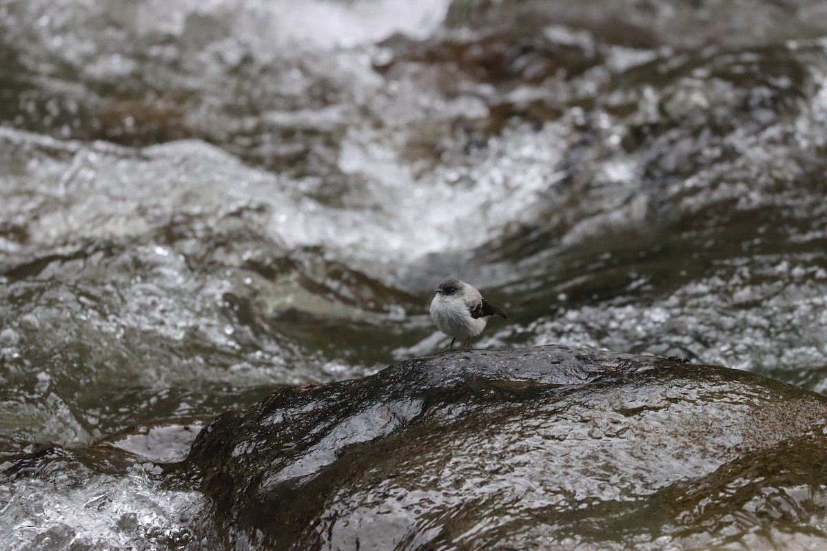 Torrent Tyrannulet - ML641708341