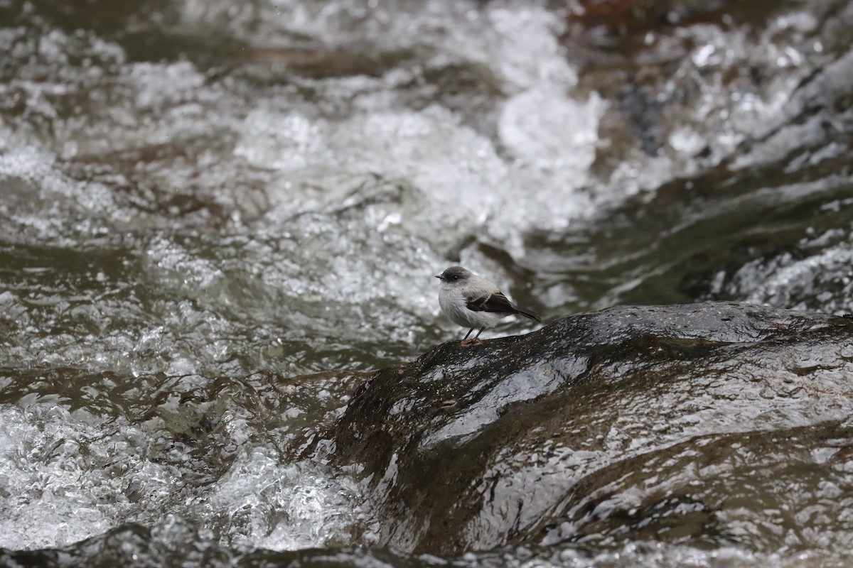 Torrent Tyrannulet - ML641708342
