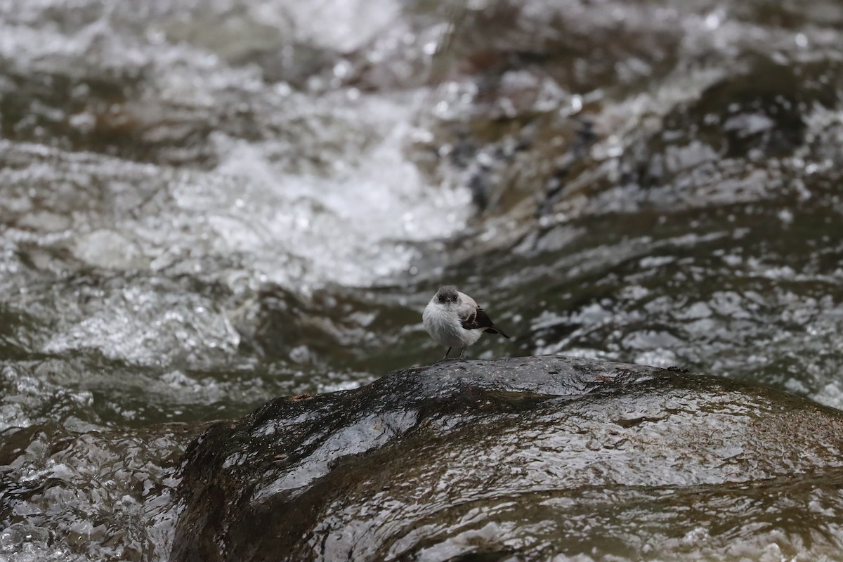 Torrent Tyrannulet - ML641708343