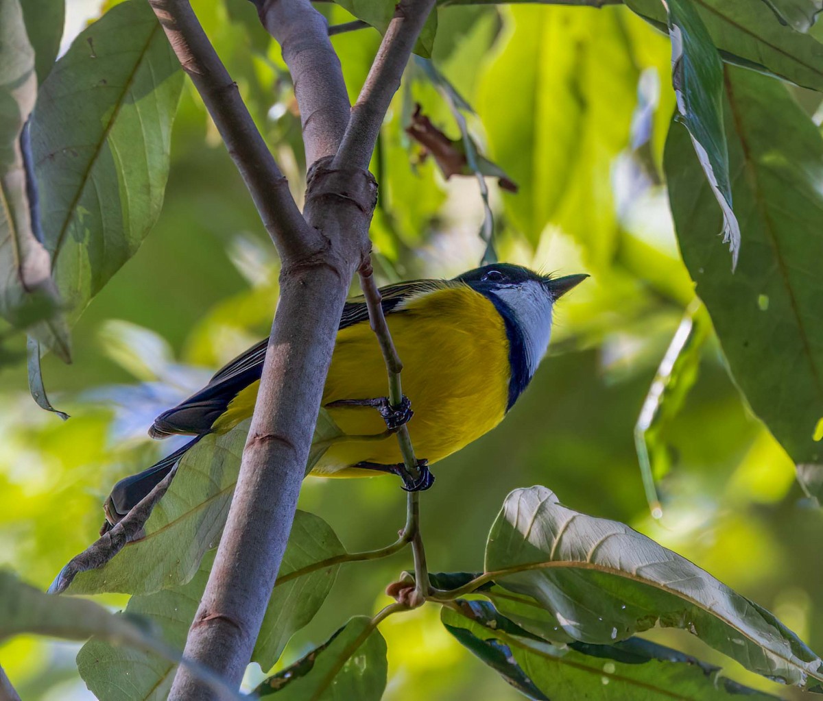Golden Whistler (Eastern) - ML641708346