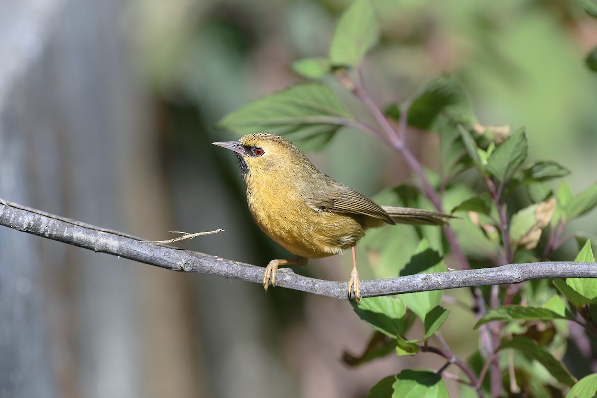 Black-chinned Babbler - ML641708350