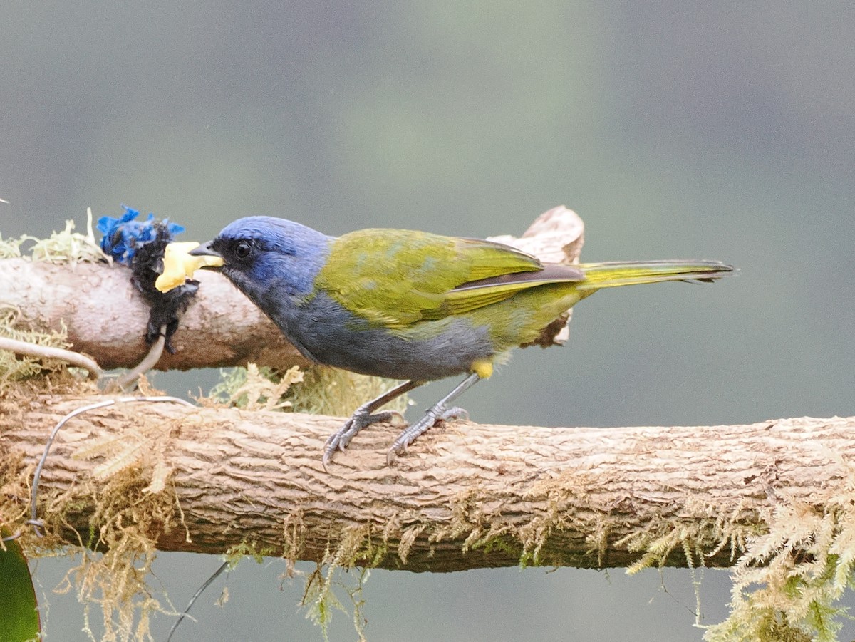 Blue-capped Tanager - ML641708368