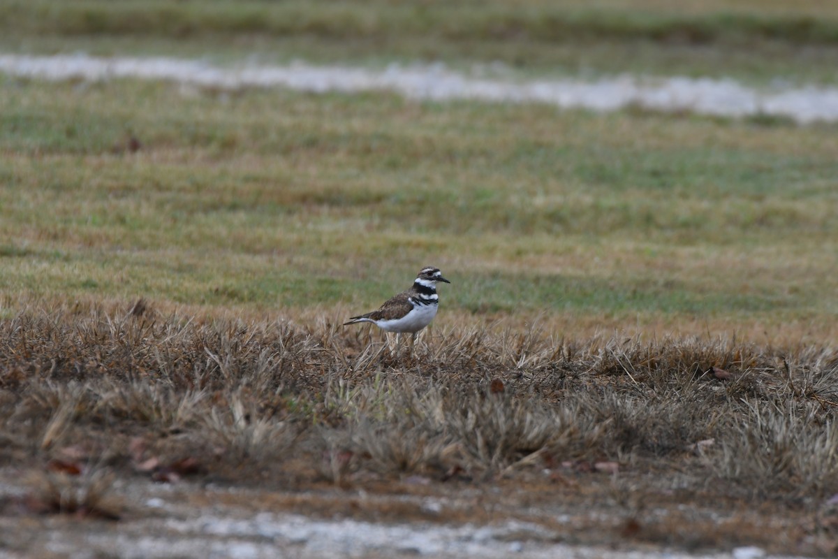 Killdeer - ML641708390