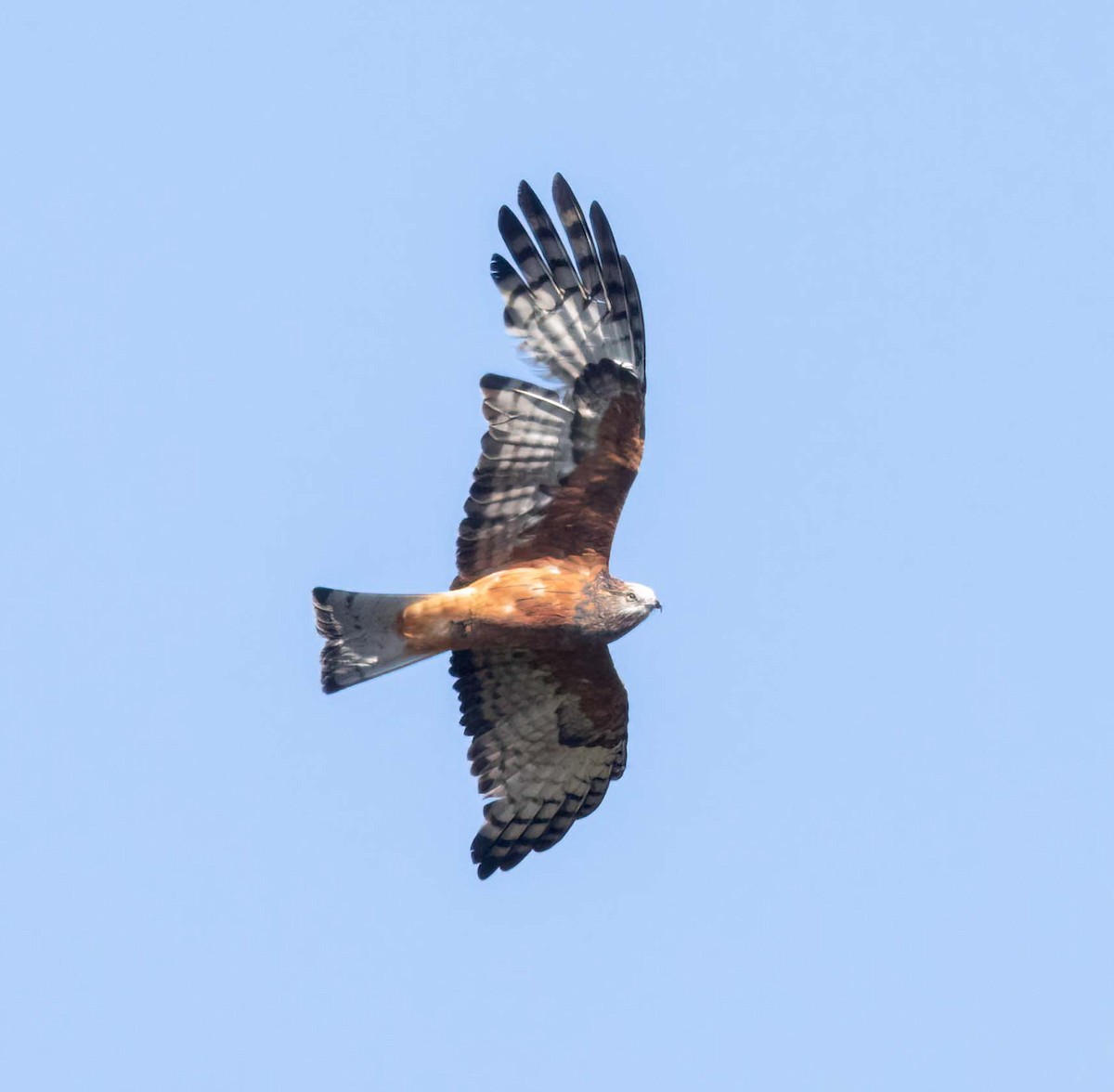 Square-tailed Kite - ML641708392