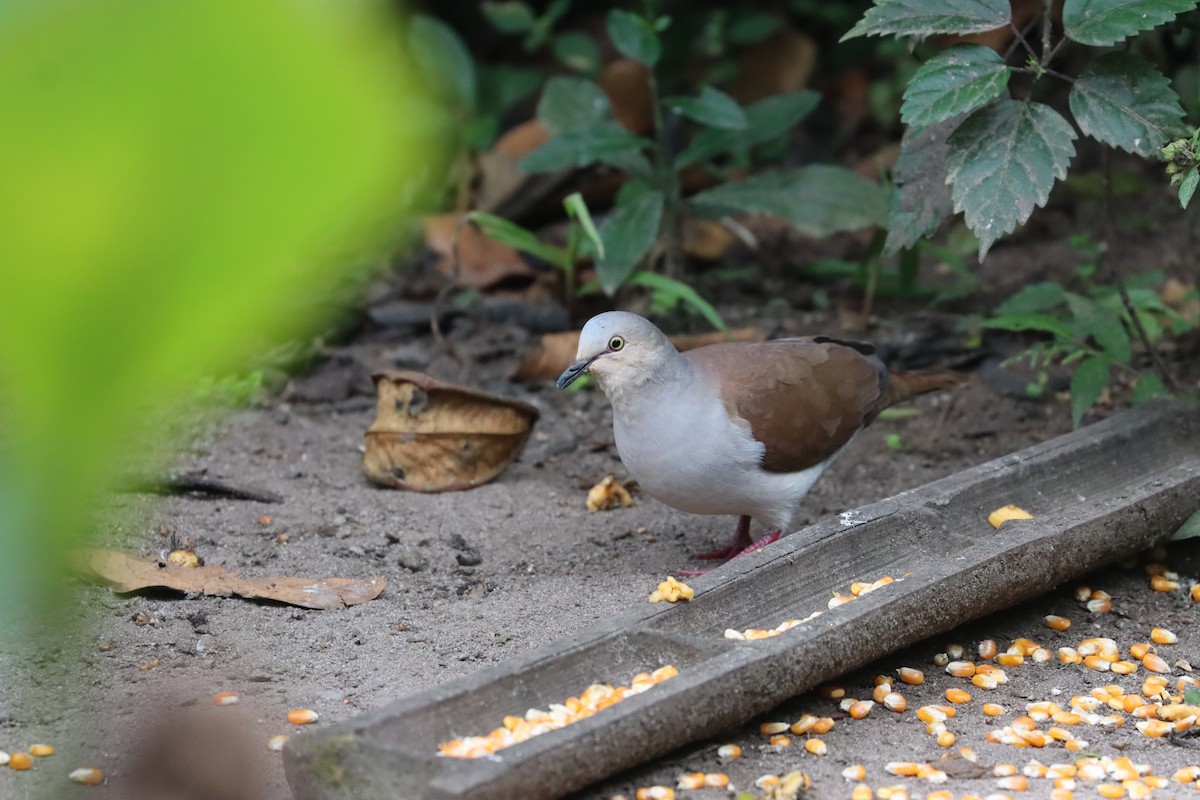 Pallid Dove - ML641708396