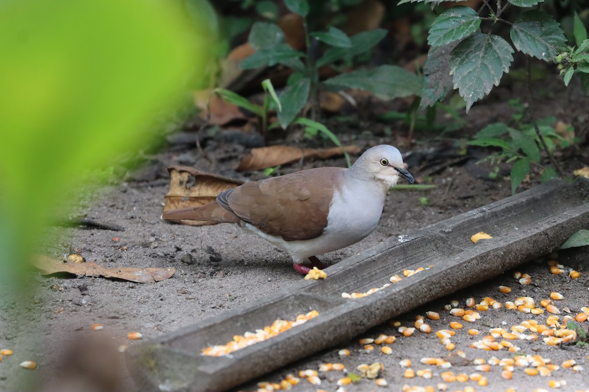 Pallid Dove - ML641708397