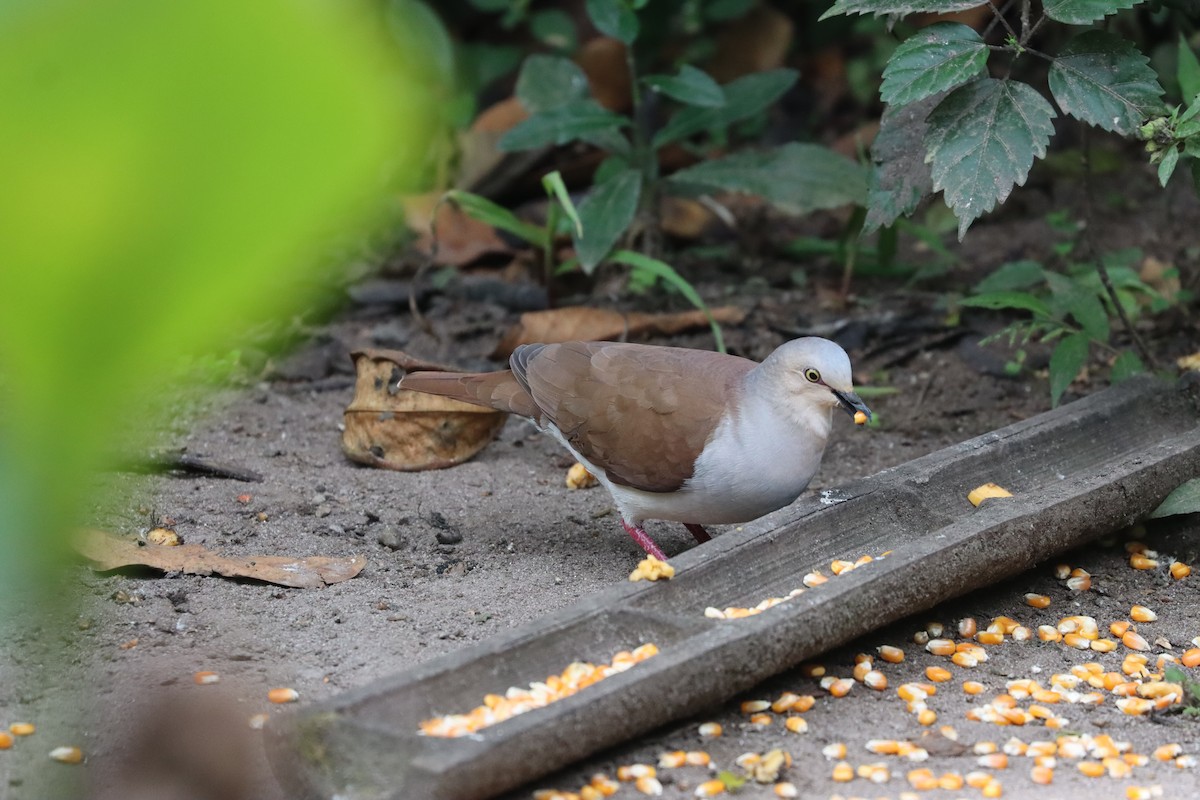 Pallid Dove - ML641708398