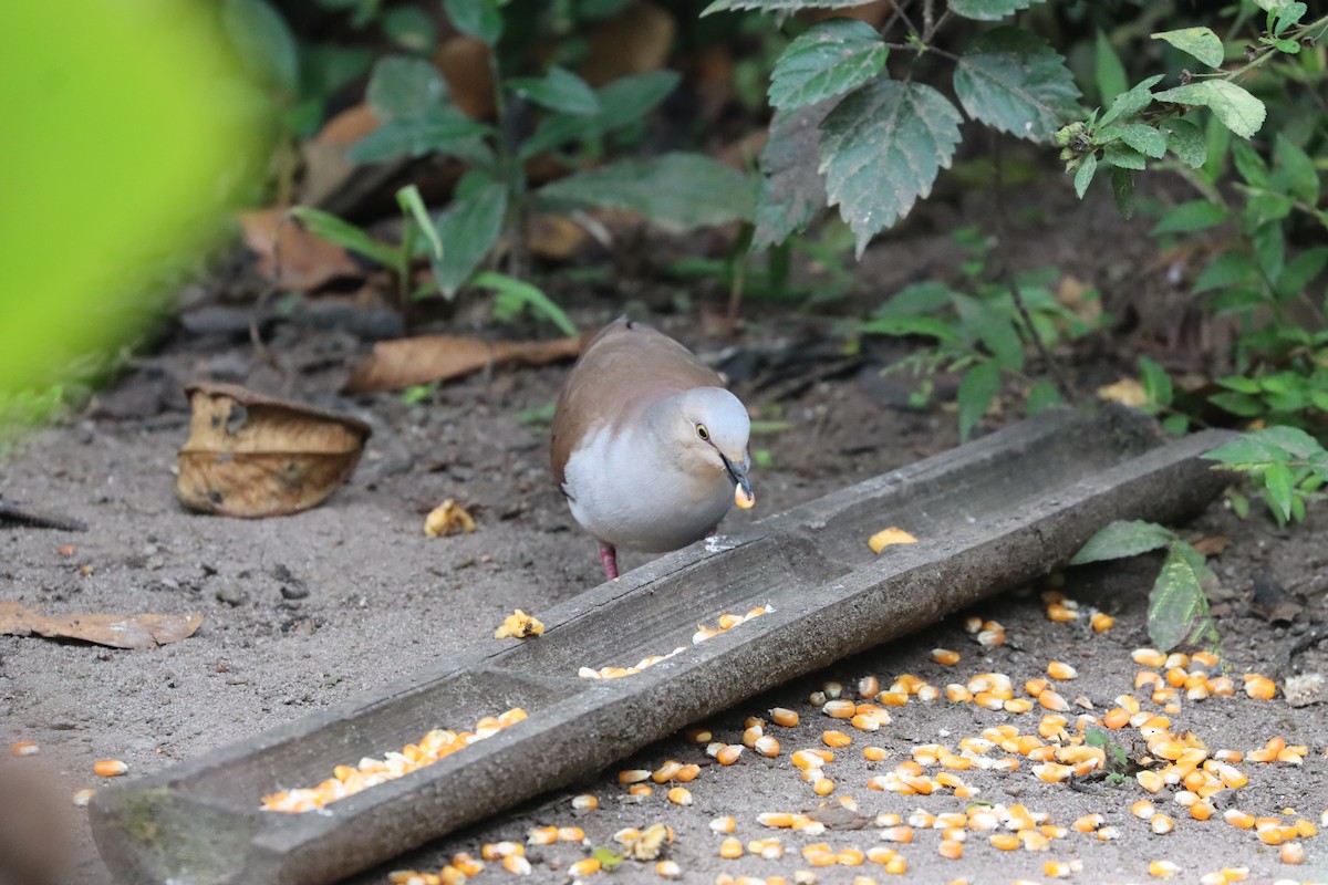Pallid Dove - ML641708399