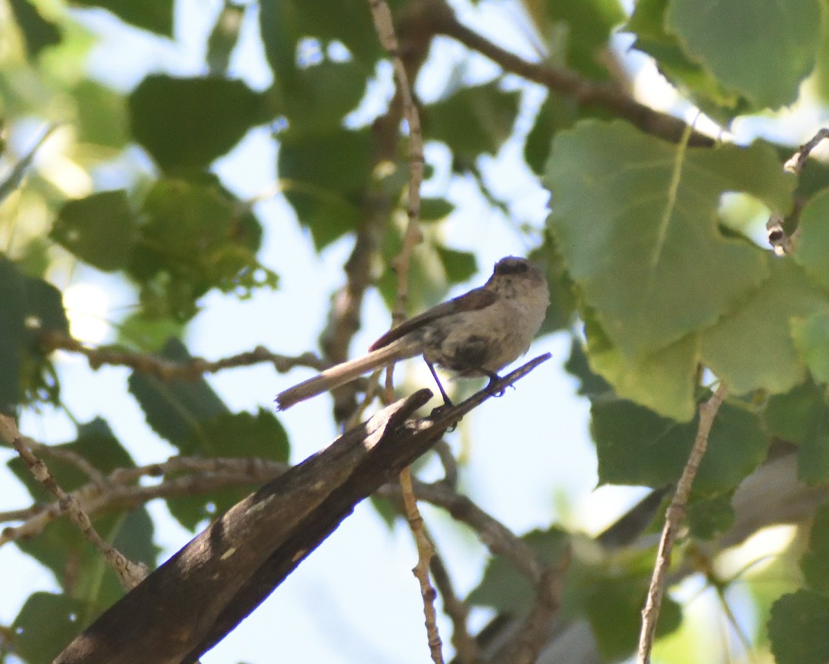Bushtit - ML641708405