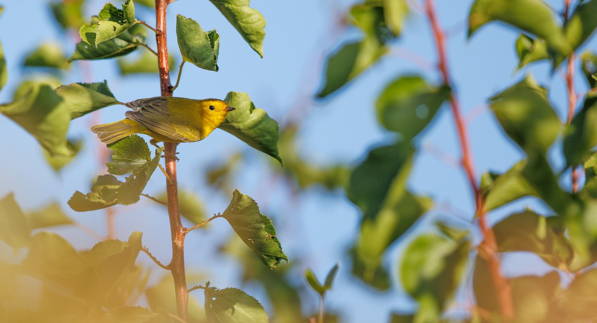 Wilson's Warbler - ML641708419