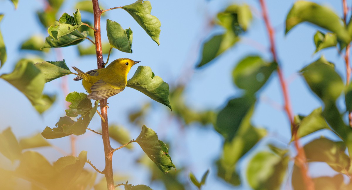 Wilson's Warbler - ML641708447