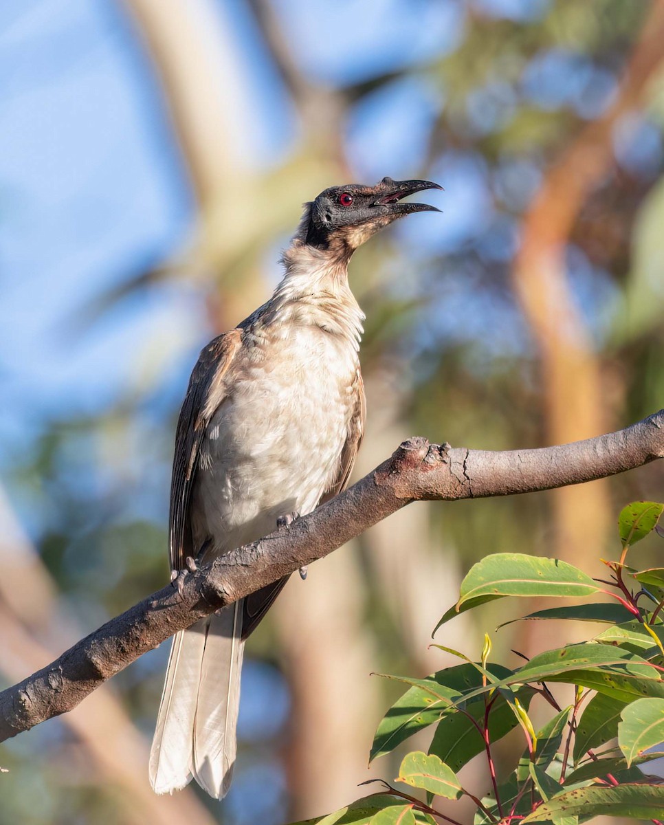 Noisy Friarbird - ML641708451