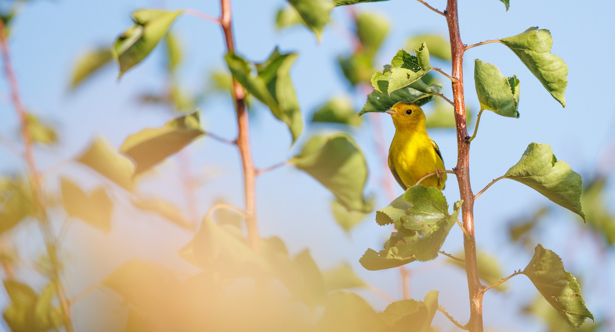 Wilson's Warbler - ML641708469