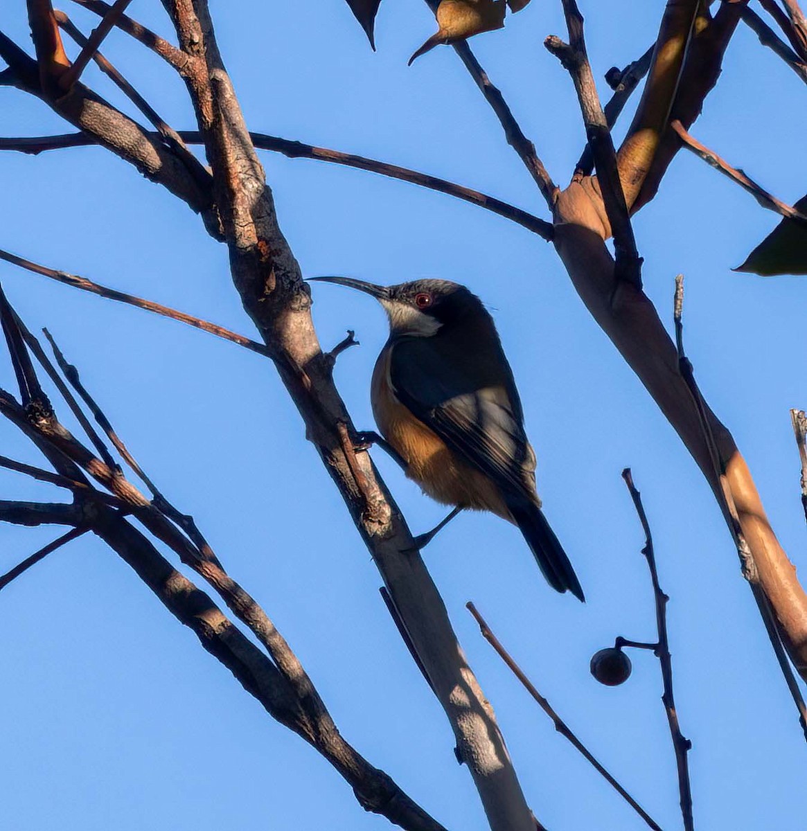 キリハシミツスイ - ML641708479