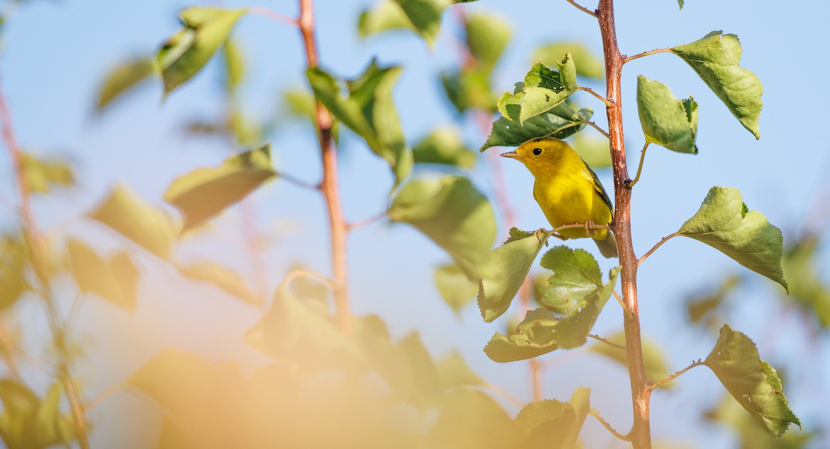 Wilson's Warbler - ML641708483