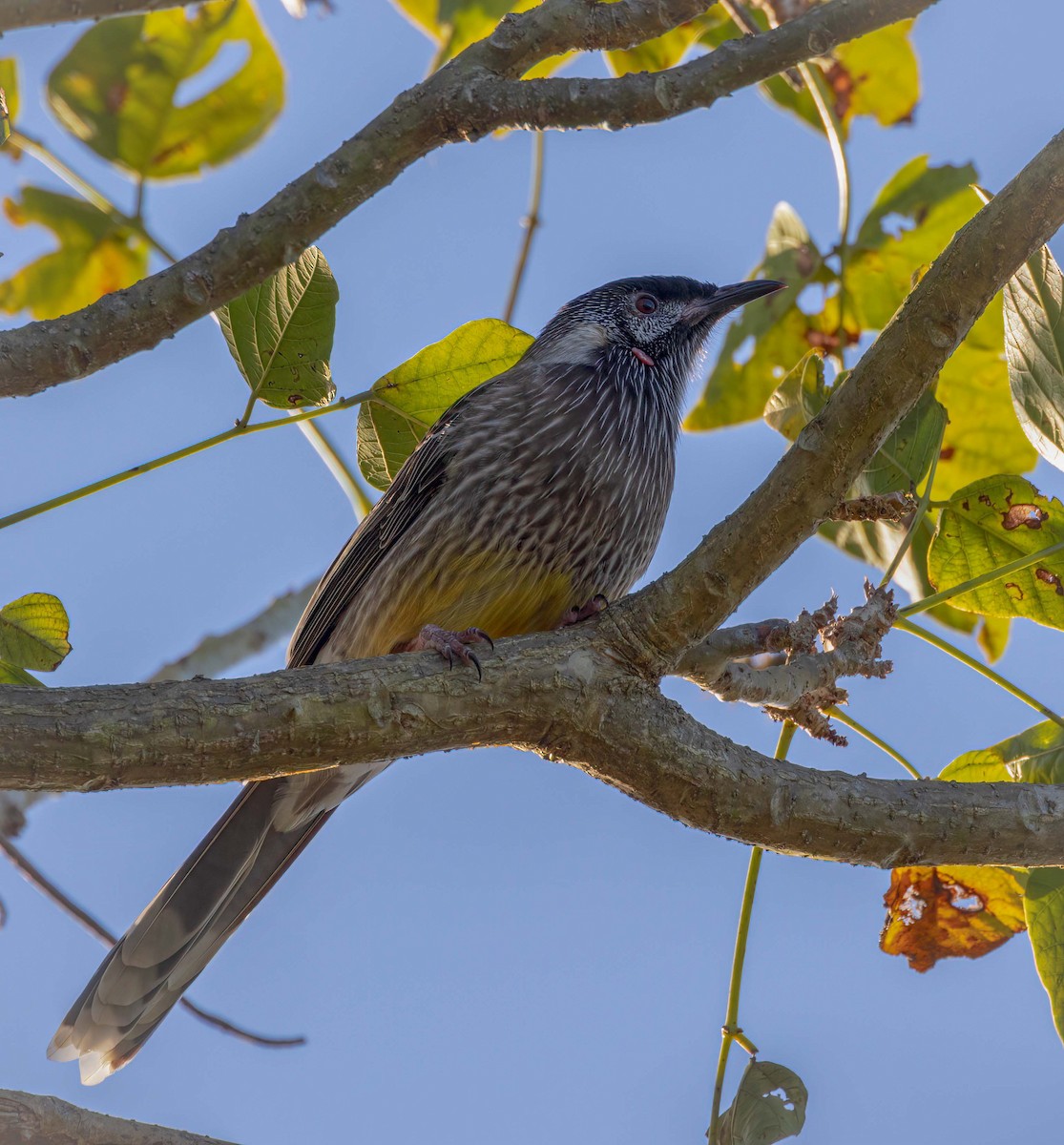 アカミミダレミツスイ - ML641708484