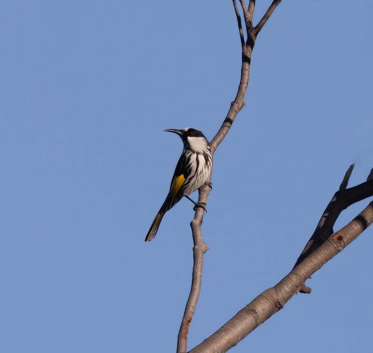 ホオジロキバネミツスイ - ML641708496