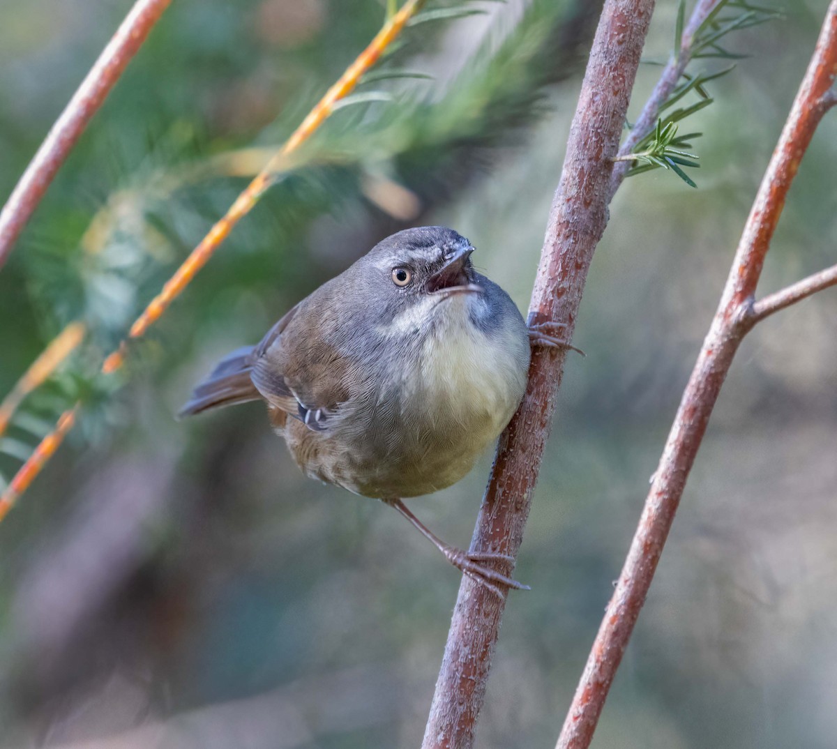 マミジロヤブムシクイ - ML641708508