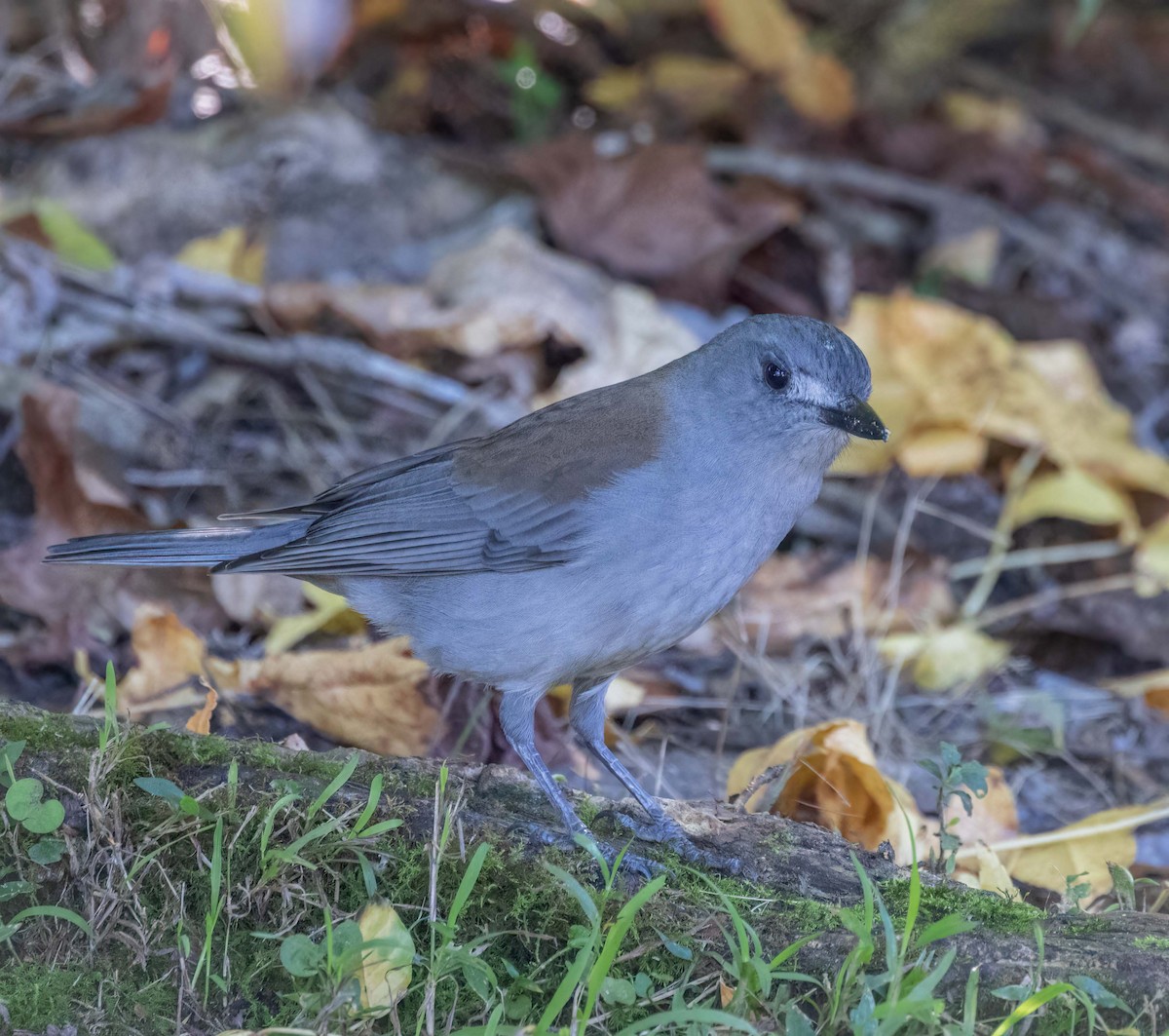 ハイイロモズツグミ - ML641708516