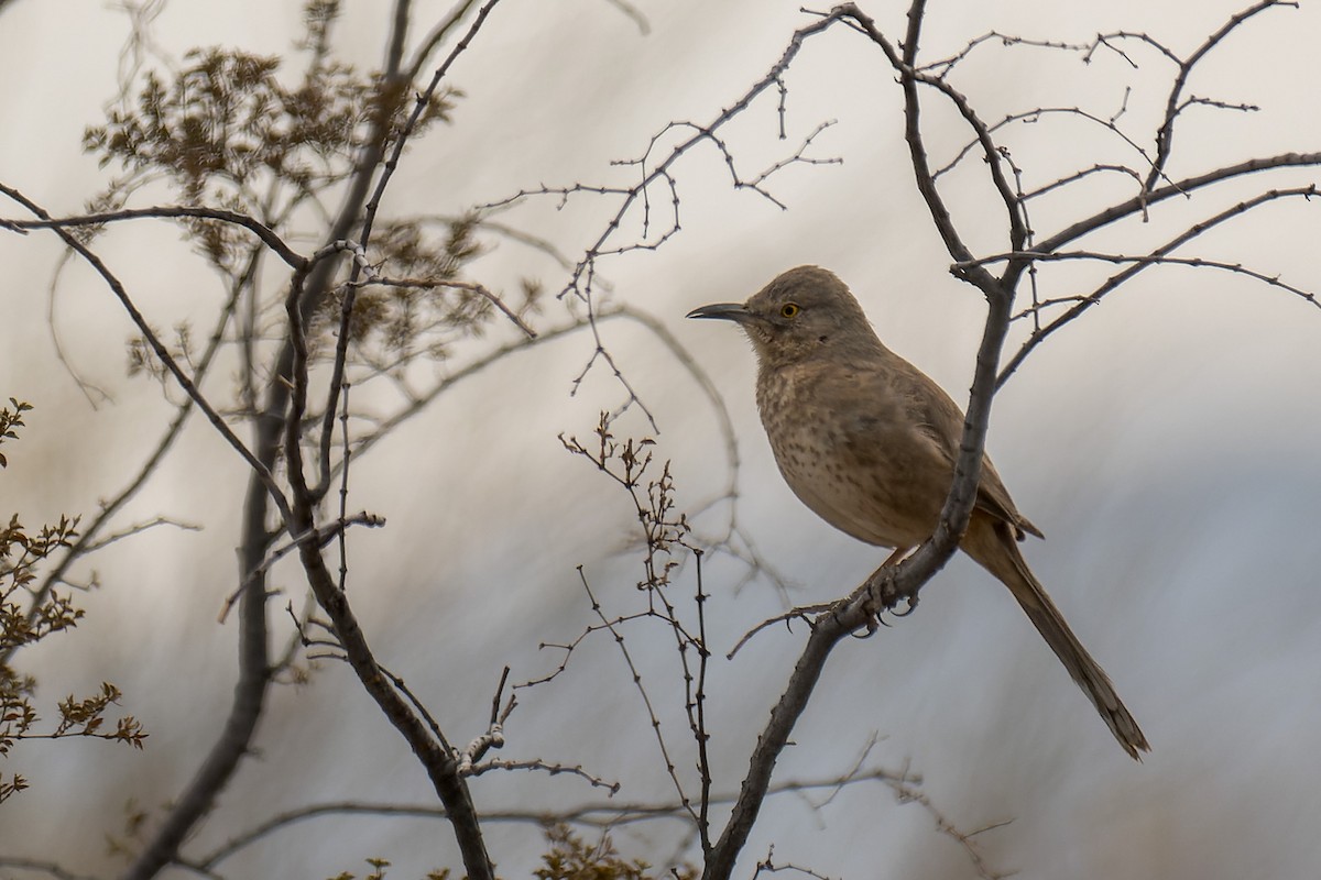 Bendire's Thrasher - ML641708522