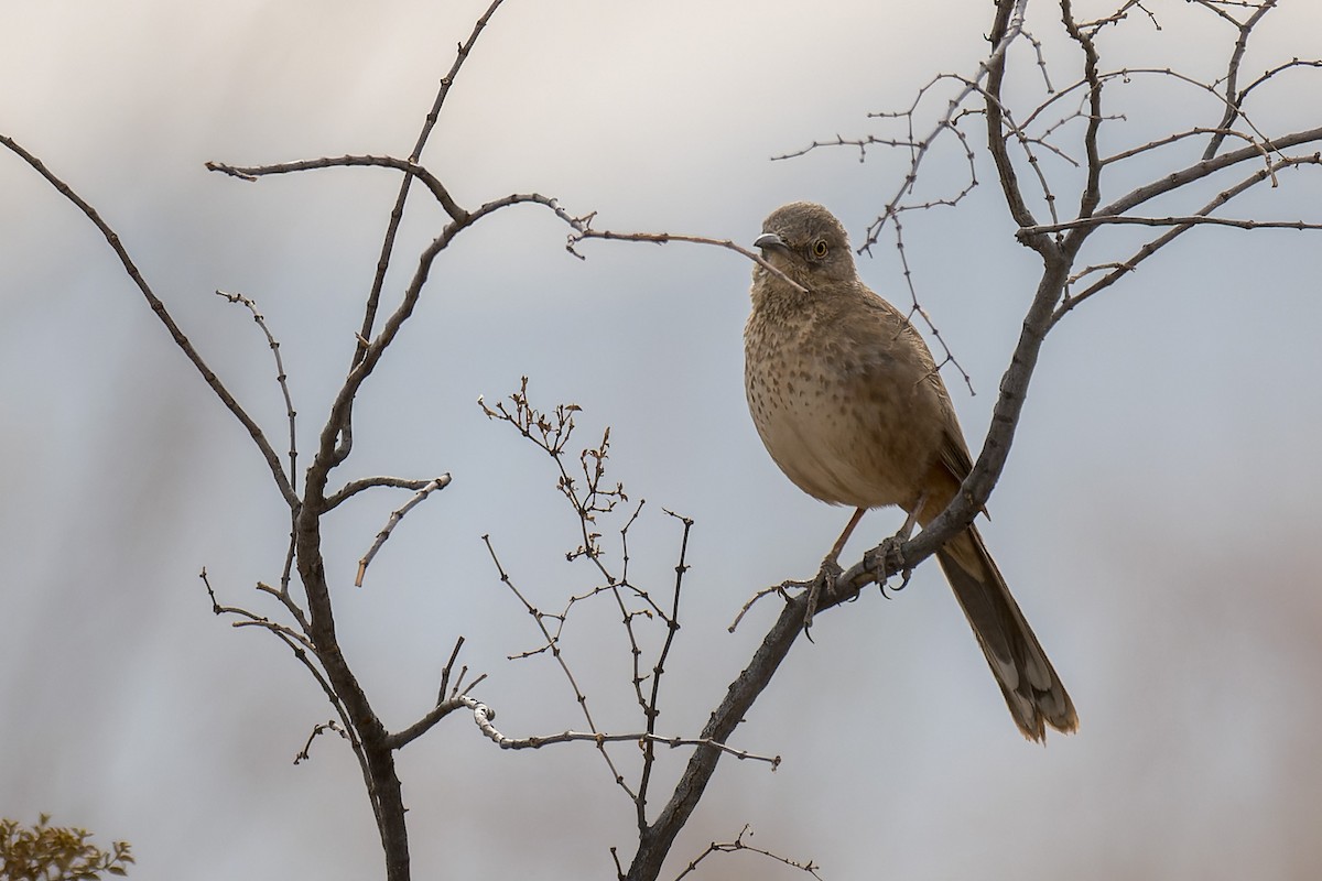 Bendire's Thrasher - ML641708523