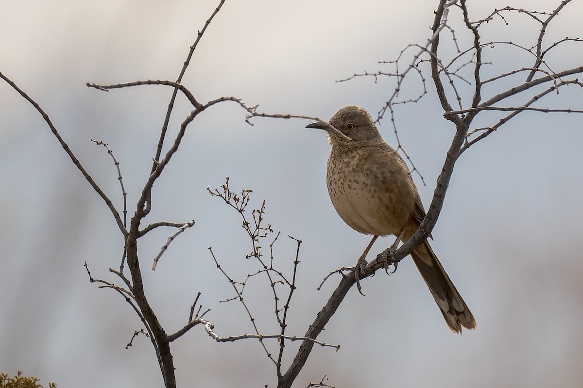 Bendire's Thrasher - ML641708524