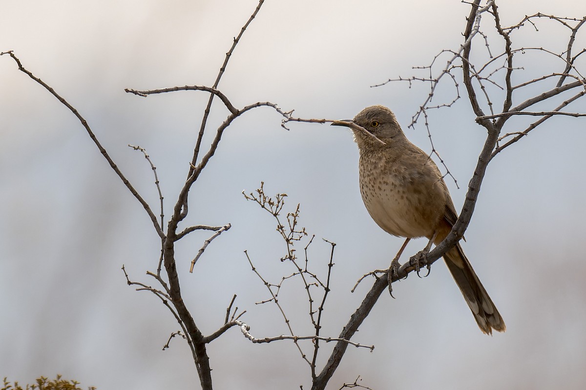 Bendire's Thrasher - ML641708525