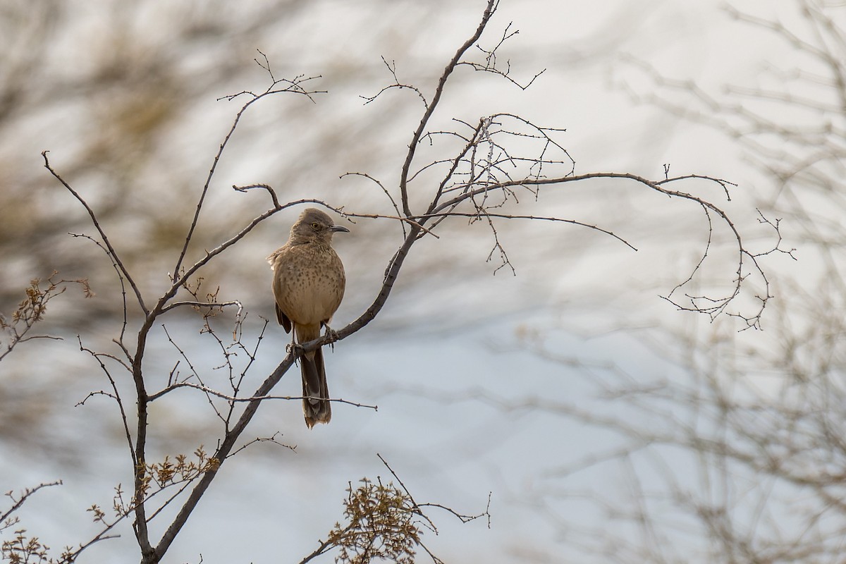 Bendire's Thrasher - ML641708526