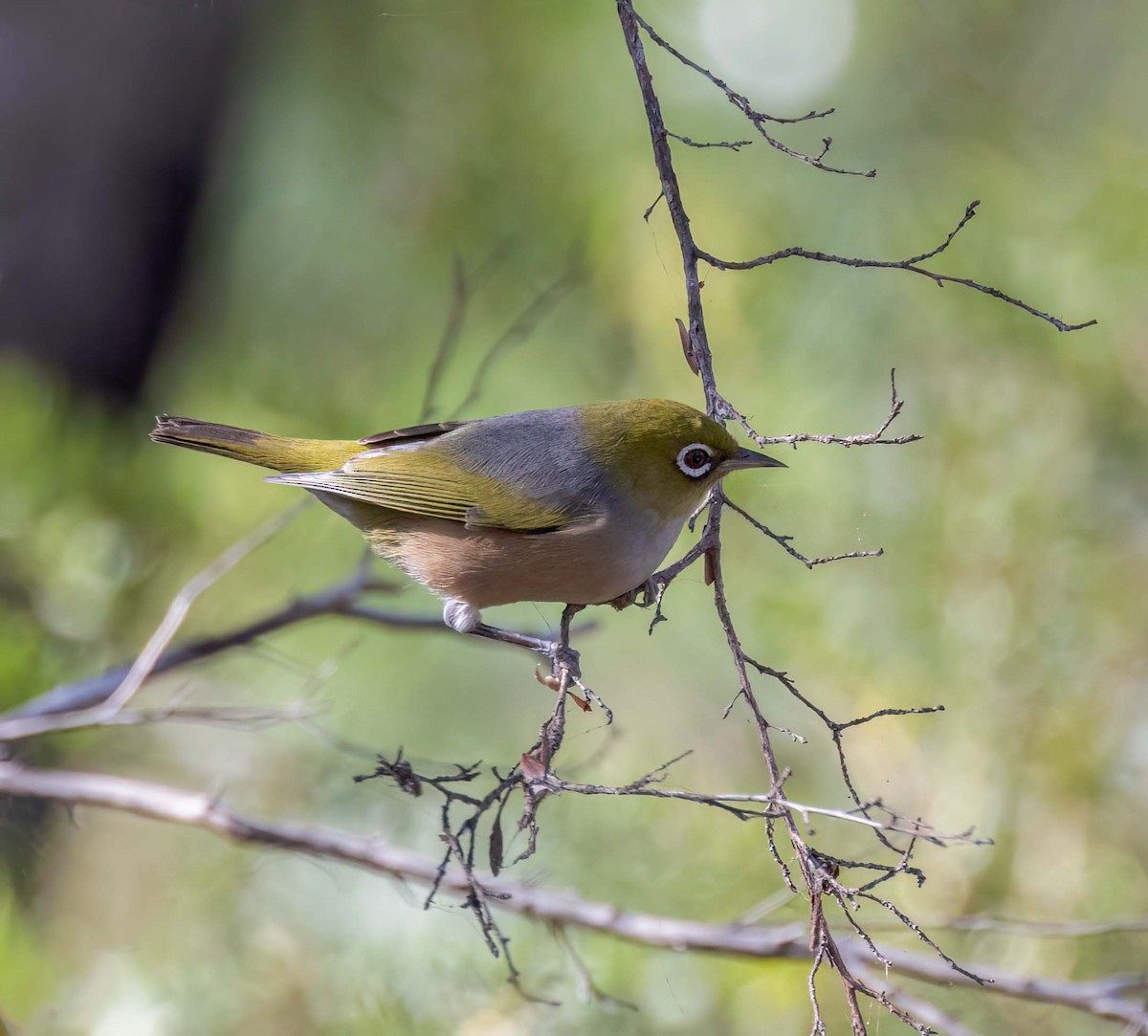 ハイムネメジロ - ML641708527