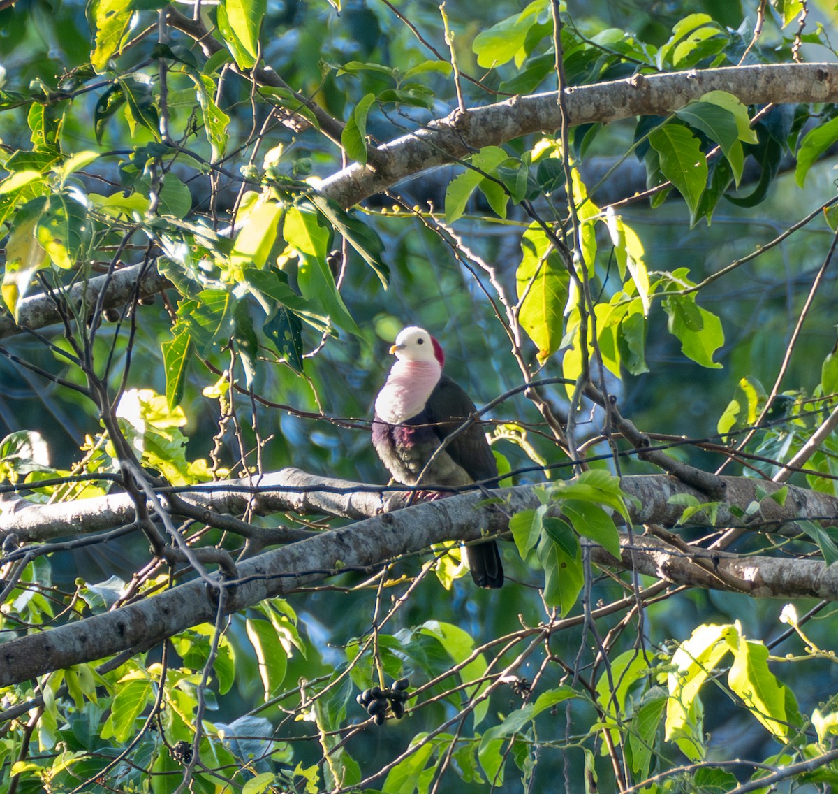 Red-naped Fruit-Dove - ML641708529