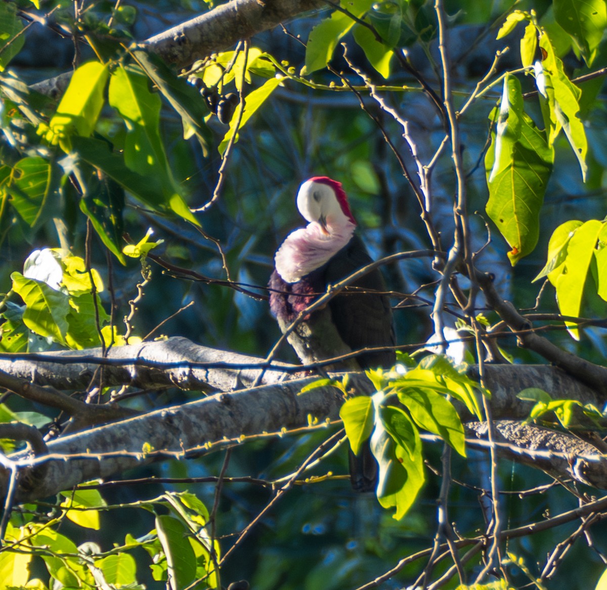 Red-naped Fruit-Dove - ML641708534