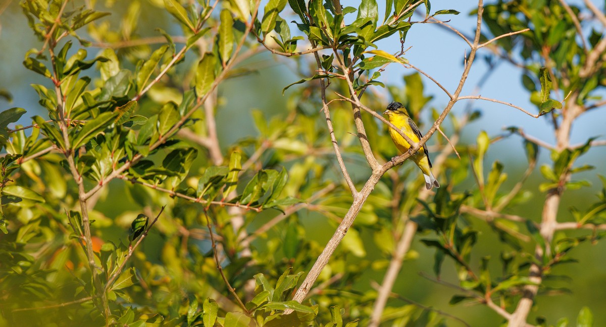 Lesser Goldfinch - ML641708569