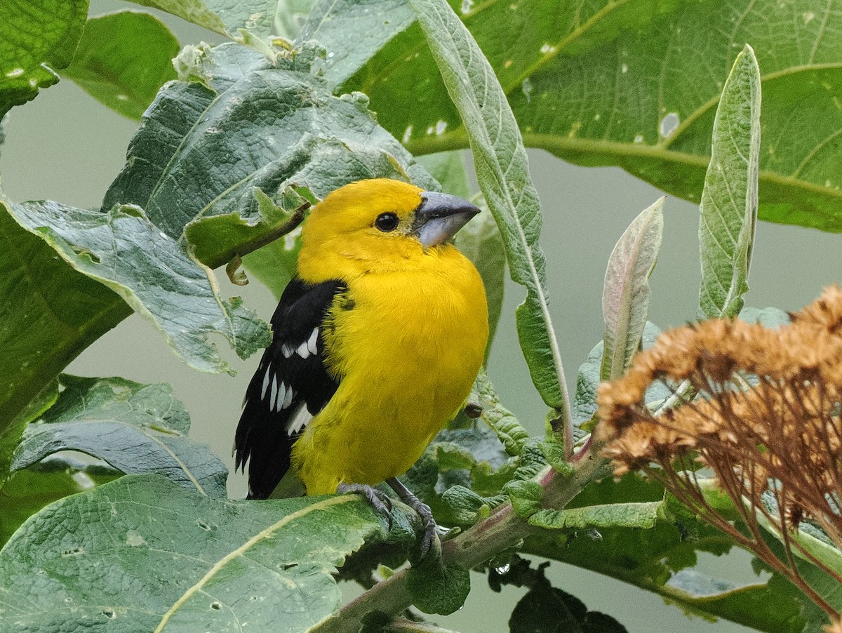 Golden Grosbeak - ML641708604