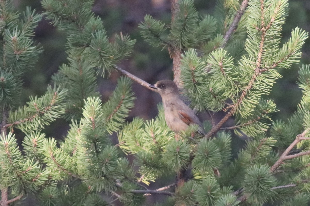Siberian Jay - ML641708655