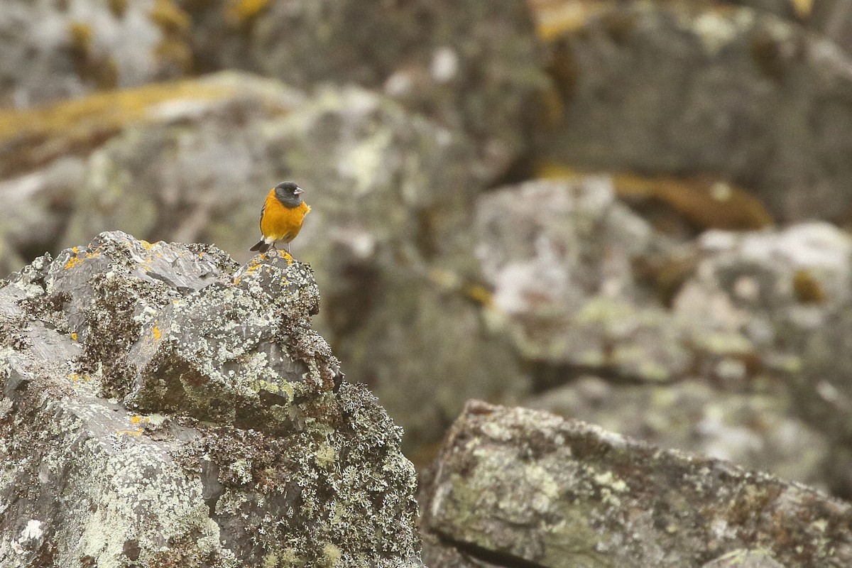 Peruvian Sierra Finch - ML641708661