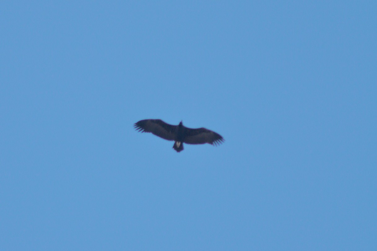 Cinereous Vulture - ML641708675