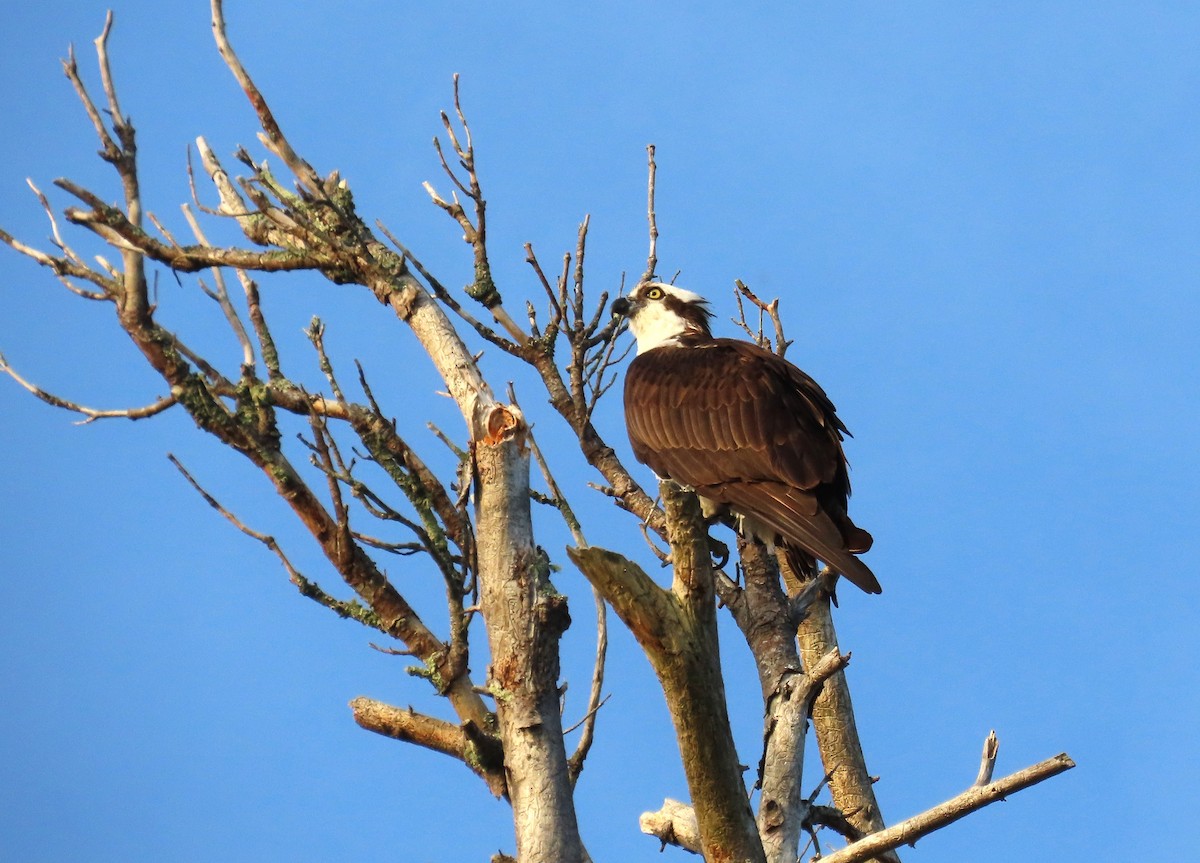 Fischadler - ML641708676