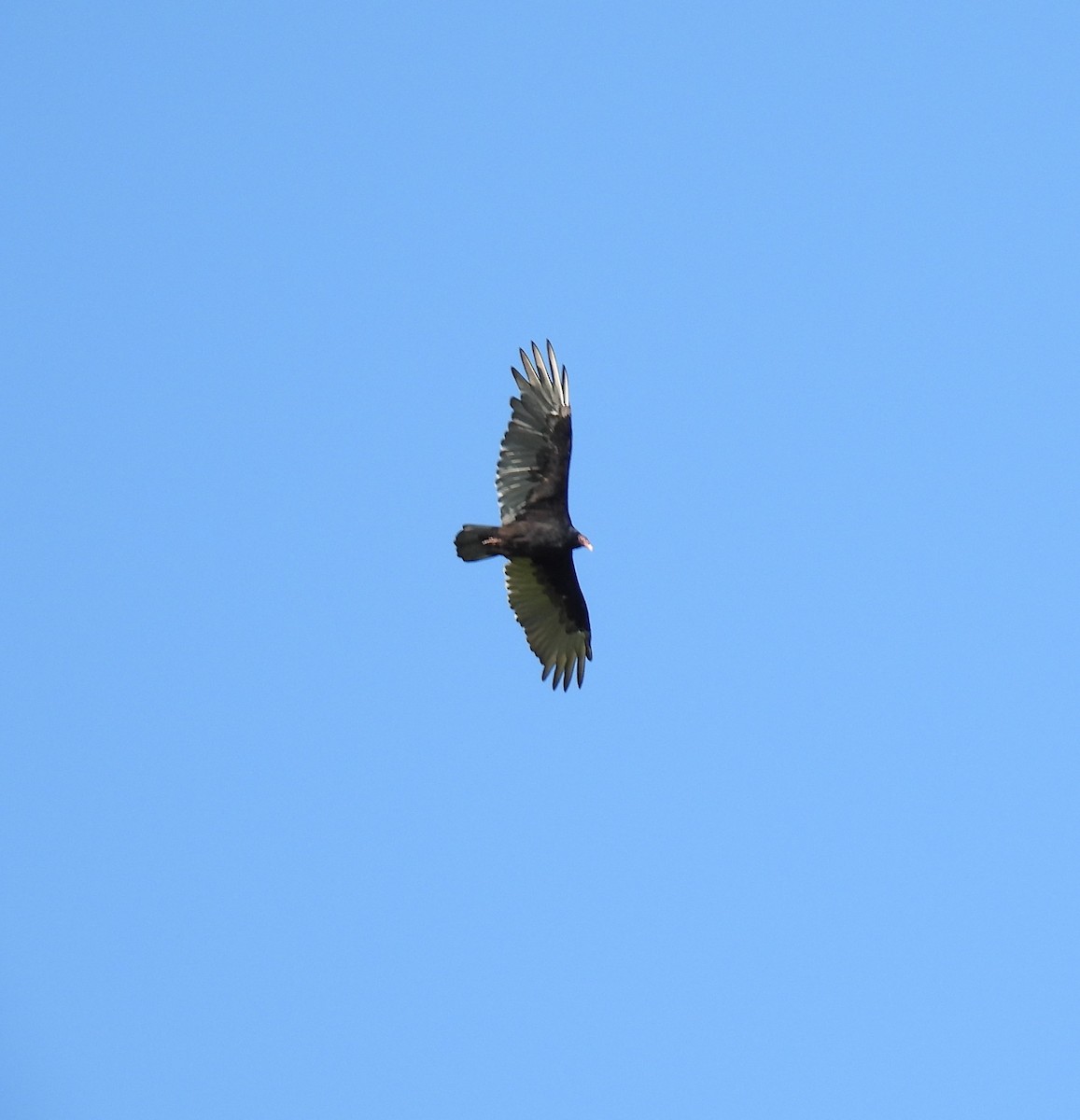 Turkey Vulture - ML641708686