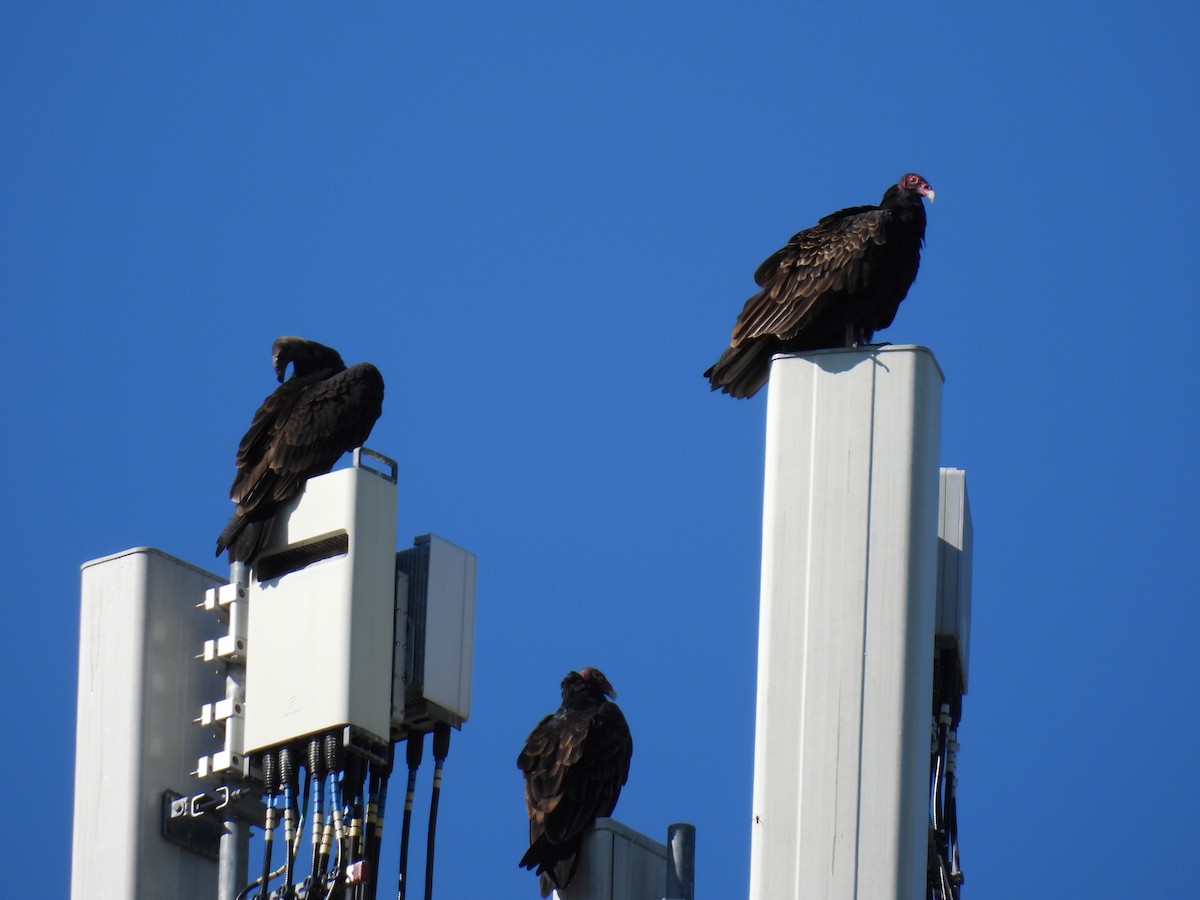Turkey Vulture - ML641708688