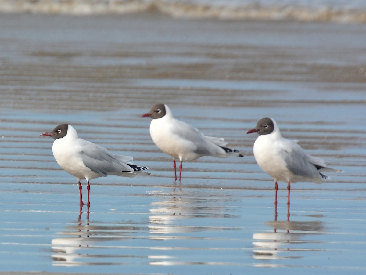 Mouette de Patagonie - ML641708713
