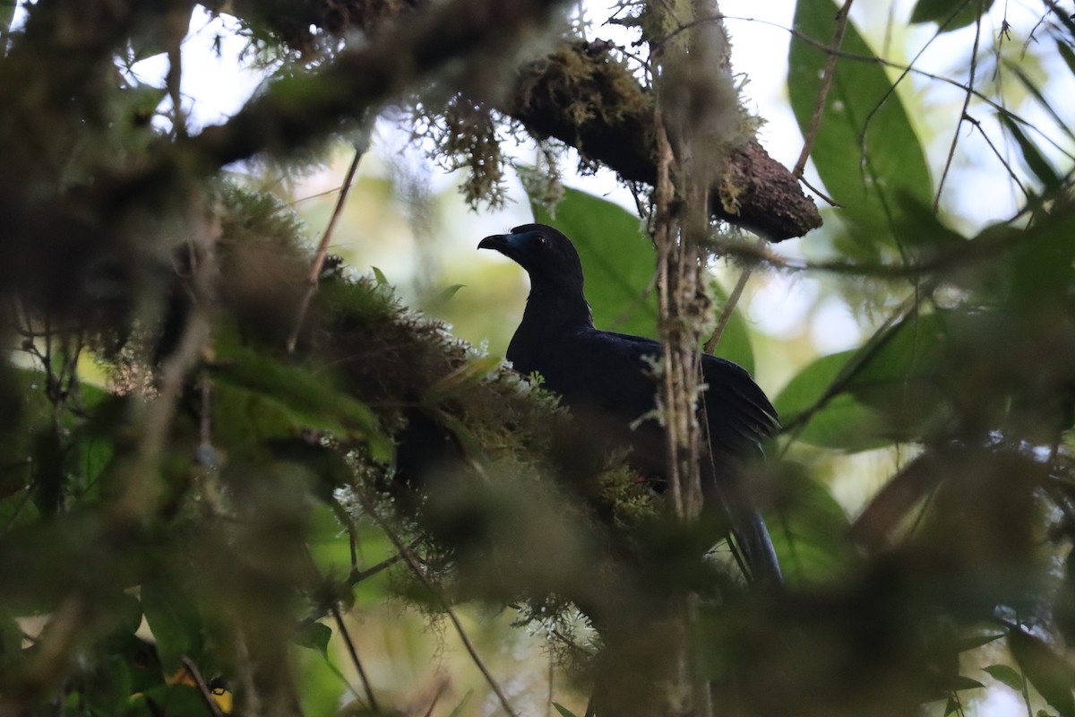 Sickle-winged Guan - ML641708720