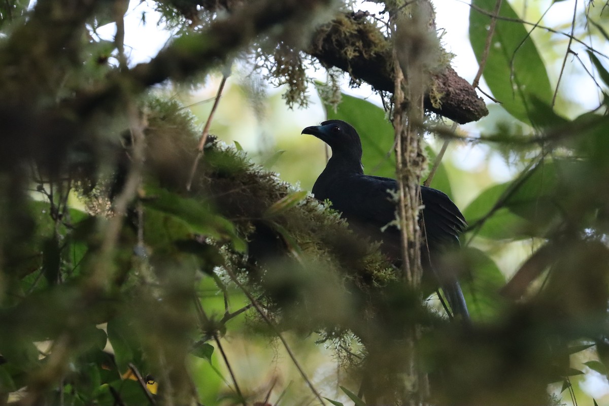 Sickle-winged Guan - ML641708721