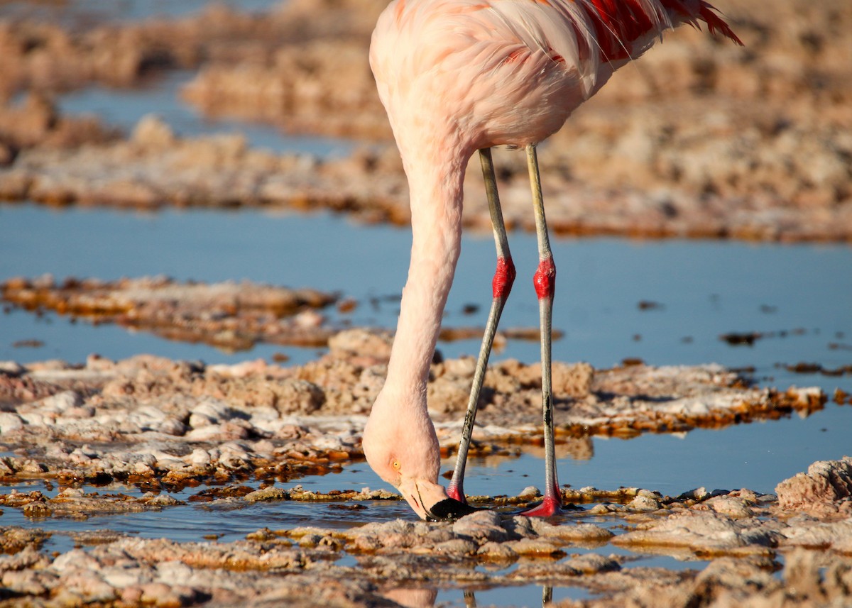 Flamant du Chili - ML641708728