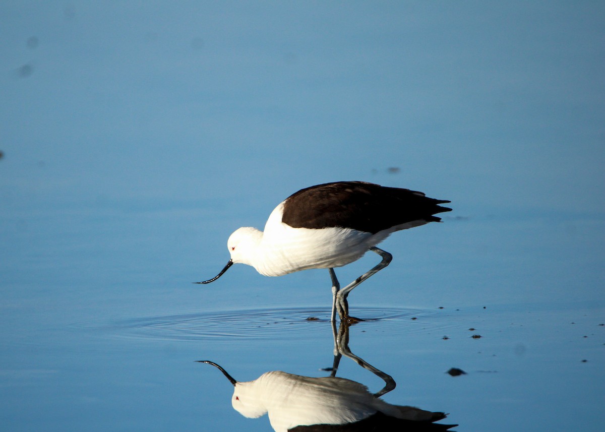Avocette des Andes - ML641708742